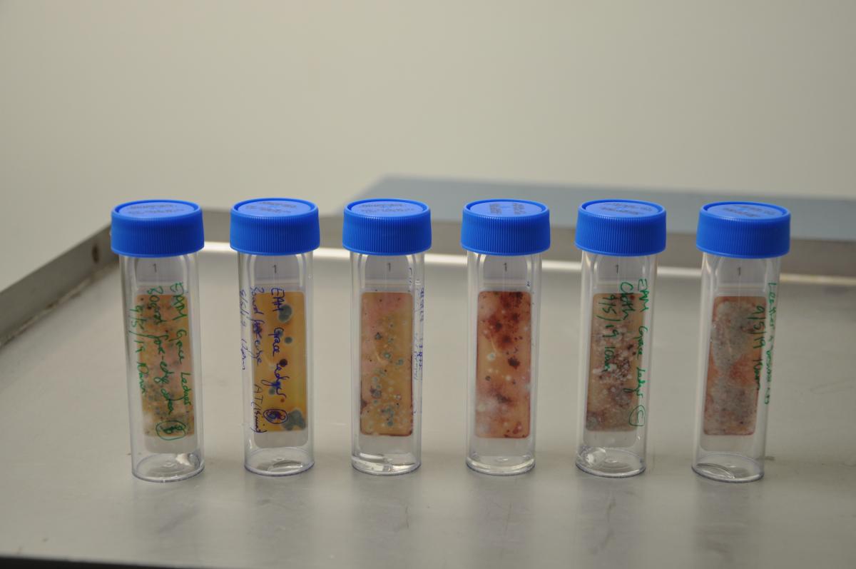 Samples of mould grown for testing. Image: Artlab Australia