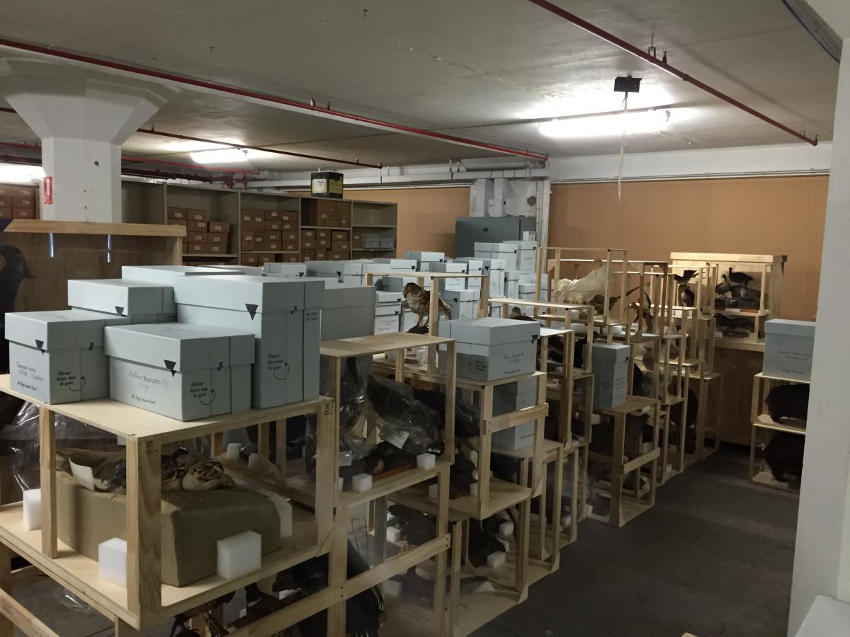 Our ever growing stockpile of boxes and stillages for the Birds and Mammals collections, (Sheldon Teare, 2016)
