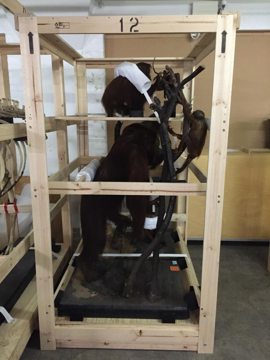 Orangutan diorama safely housed in a new custom stillage, (Sheldon Teare, 2016)