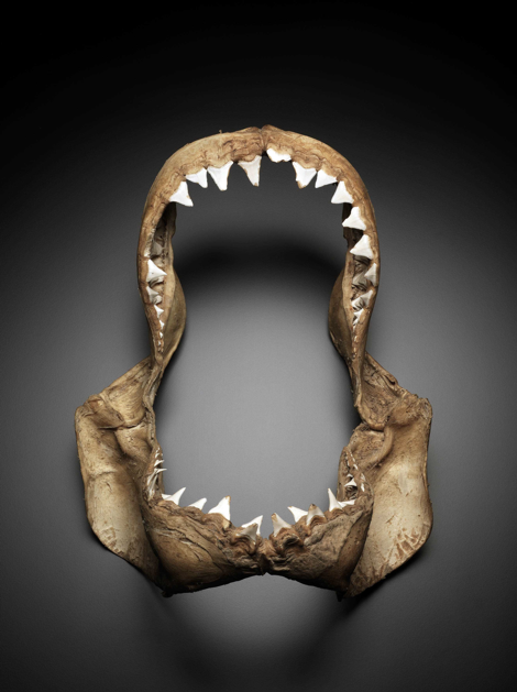 Jaws of a great white shark. Image by A. Frolows