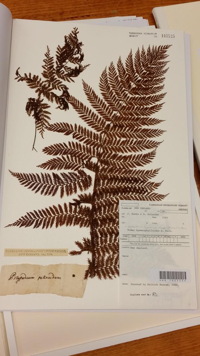 Tasmanian Herbarium's oldest specimen, collected during Captain James Cook's first voyage in the Endeavour, 1769-1771. It was collected in New Zealand before the expedition sighted the East Coast of Australia. 