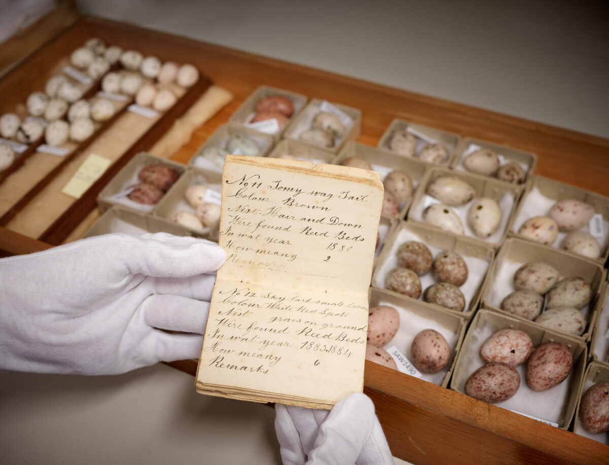 White gloved hands holding a notebook with a tray of specimen eggs in the background