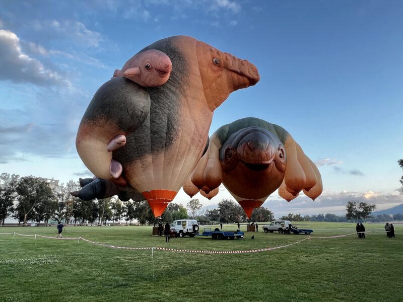 Patricia Piccinini’s Skywhales, 6am on 16 November, AICCM National Conference, Canberra, ACT. Image credit: Jessye Wdowin-McGregor.