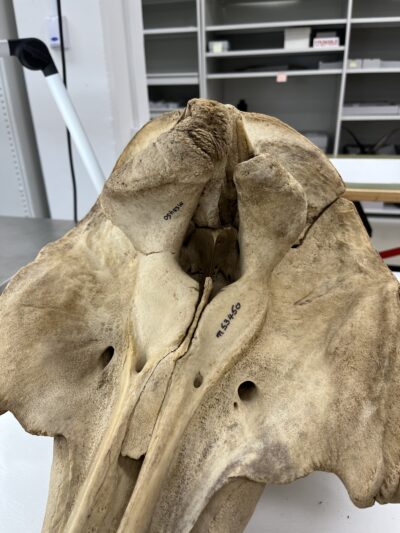 Front image of the whale skull during treatment with cut section and nasal bone section reattached.